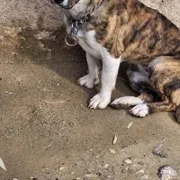 واگذاری|سگ|رزن, |دیوار