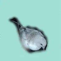 کبوتر ماده|پرنده|بندرعباس, |دیوار