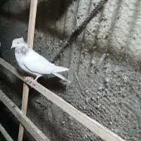 کله دمدار وه قره سور