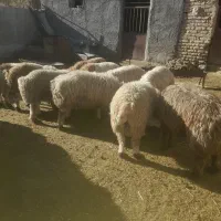 بره نر|حیوانات مزرعه|مرودشت, نقش رستم|دیوار