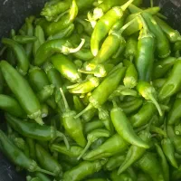 فلفل ریزشیرین وتند