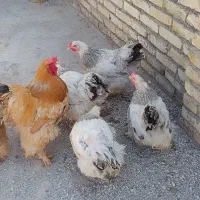 تخم مرغ نطفه دار برهما