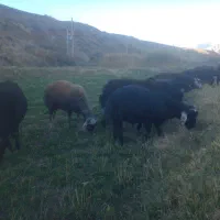 بره نر به تعداد۱۲عدد