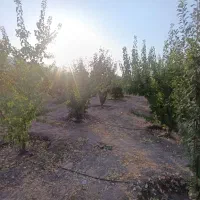 1250متر باغ شهری حسن آباد سنجرلو داخل مجموعه|فروش زمین و ملک کلنگی|مرودشت, ثبت احوال|دیوار