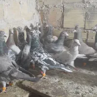 کبوترفروشی