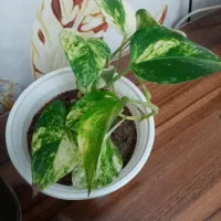 گلهای خانه من|گل و گیاه طبیعی|تبریز, |دیوار