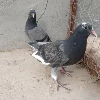 کبوتر