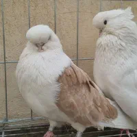 کبوتر قنار ماده