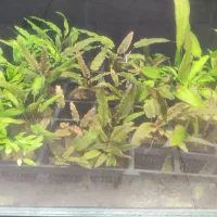 انواع گیاه های آکواریوم پلنت بصورت گلدانی فقط 55|ماهی|مشهد, فاطمیه|دیوار