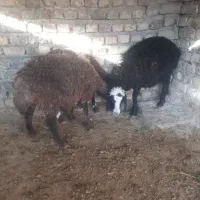 بره ریز افشاره