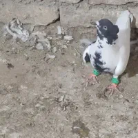 تعدادی ماده خوشکل