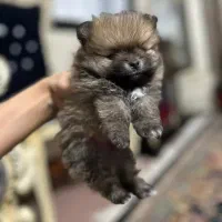 سگ پامر|سگ|نسیم‌شهر, |دیوار