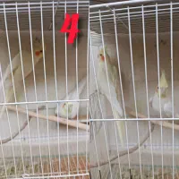 چندین جفت عروس هلندی فروشی|پرنده|تربت‌حیدریه, شهرک ولیعصر|دیوار