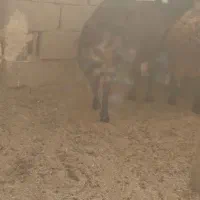 باسلام برسانن ومیش درجه یک آبستن سنگین|حیوانات مزرعه|قاسمآباد (خواف), |دیوار