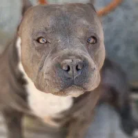 یک جفت سگ پیتبول(امریکن بولی)به قیمت مناسب