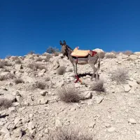 الان نر جوان راهوار