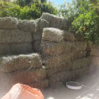 یونجه درجه ۱