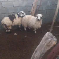 بره|حیوانات مزرعه|حور, |دیوار