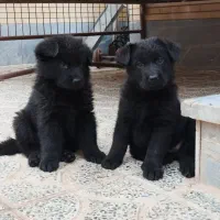 توله ژرمن|سگ|اصفهان, بهارستان|دیوار