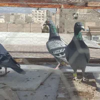 کبوتر|پرنده|بیرجند, |دیوار