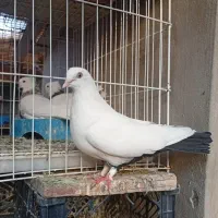 دم سیاه