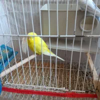 فروش یک جفت مرغ عشق