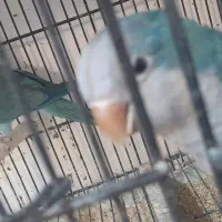 جفت راهب مولد