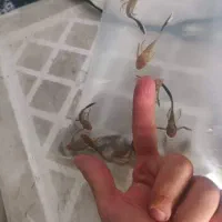 پوزه بوته ای باله بلند 2.5 بند