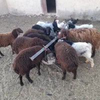 بره بزغاله بز با بزغاله