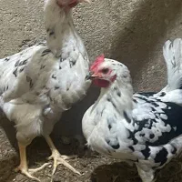 تخم مرغ گلین نطفه دار