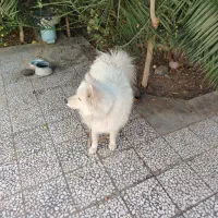 سگ ساموییدماده معاوضه با،|سگ|اصفهان, باغ زیار|دیوار