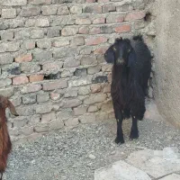 دو تا بز جوان و سالم|حیوانات مزرعه|زاهدان, |دیوار