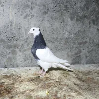 طوقی|پرنده|جرقویه, |دیوار