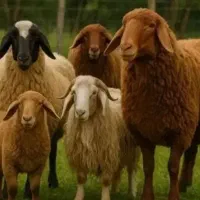 بره پرواری برای قصابی