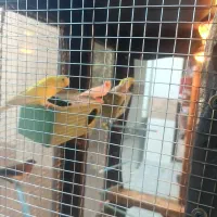 دو جفت مرغ عشق و یه جفت فنج پرستار|پرنده|شهرکرد, |دیوار