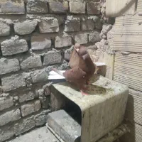 یک جفت دم سفید