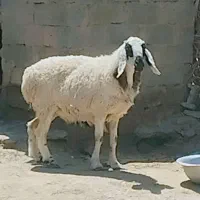 میش بابره نرفروشی فوری