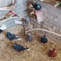 دم سفید|پرنده|حمیدیه, |دیوار