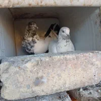 فروش یک جفت کله دمبی به  شرط پرش