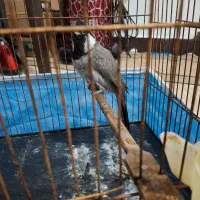 عروس هلندی نر|پرنده|دزفول, |دیوار