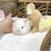 وودی|موش و خرگوش|اصفهان, باغ دریاچه|دیوار