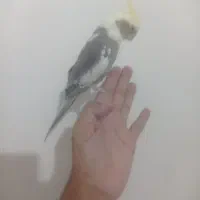عروس هلندی نر سخنگو دوسه کلمه حرف می زنه دستی هست|پرنده|خرم‌آباد, |دیوار