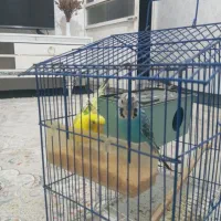 یک جفت مرغ عشق|پرنده|مینودشت, |دیوار