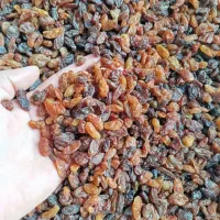 کشمش آفتابی