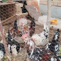 خروس گلین زیبا|حیوانات مزرعه|قم, شهرک مهدیه|دیوار