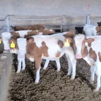 گوساله نر سمینتال|حیوانات مزرعه|اراک, |دیوار