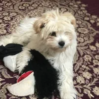 سگ .شیتزو تریر .خانگی|سگ|یزد, |دیوار