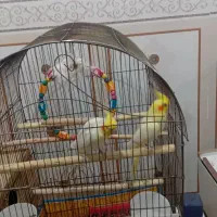 عروس هلندی|پرنده|امیدیه, |دیوار