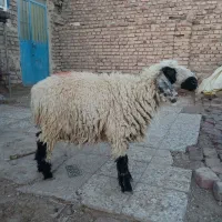 جفت بره نر
