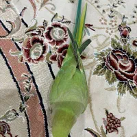 طوطی ملنگو سخنگو سوپر رام ۹ ماهه با قفس ۱۰۳۳|پرنده|تهران, جیحون|دیوار